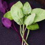 Lebeda – špenát, který vám roste na zahrádce